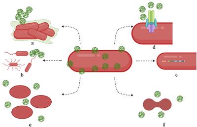 Emergence of microbial resistance against nanoparticles: Mechanisms and strategies